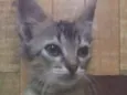 YODA