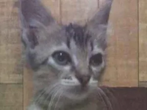 Gato raça SRD idade Abaixo de 2 meses nome YODA