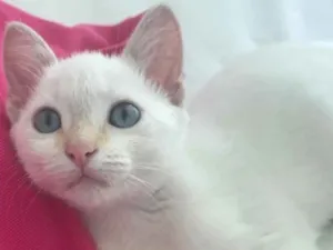 Gato raça SRD idade 2 a 6 meses nome PATY