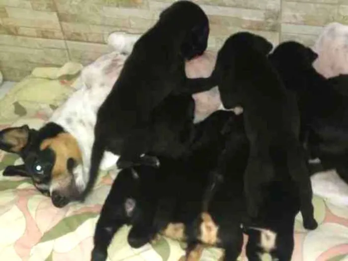 Cachorro raça Vira lata idade Abaixo de 2 meses nome Varios