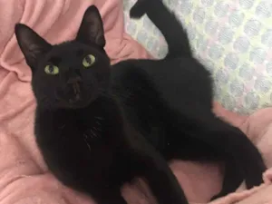 Gato raça SRD idade 7 a 11 meses nome POMPOM