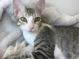 Gato raça SRD idade 2 a 6 meses nome TÂMARA