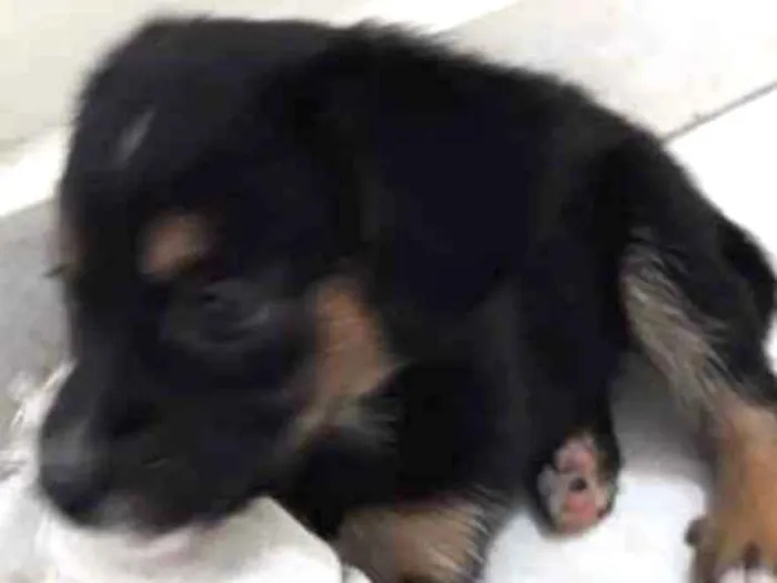 Cachorro ra a SRD idade Abaixo de 2 meses nome filhotes