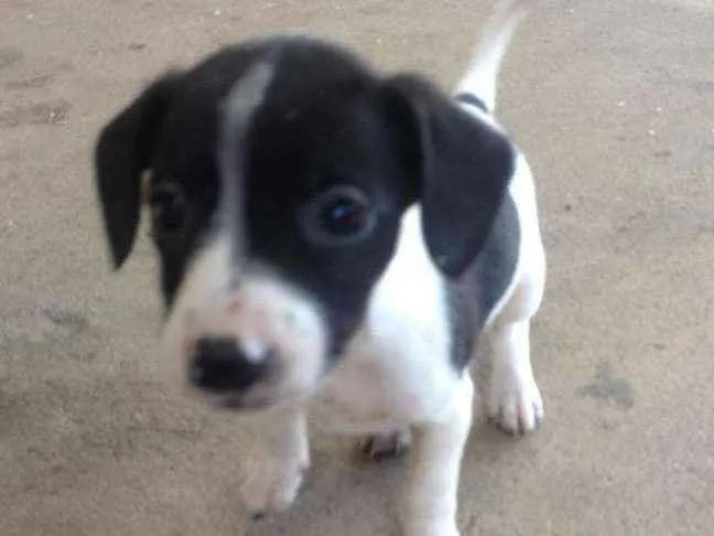 Cachorro ra a Pinscher/poodle idade Abaixo de 2 meses nome Lady, amy