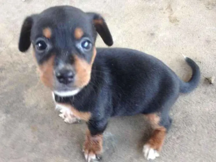 Cachorro ra a Pinscher/outro idade Abaixo de 2 meses nome Auro, Sunshine, Mel,