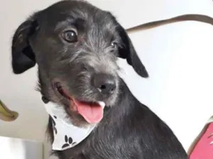 Cachorro raça SRD idade  nome TOBIAS