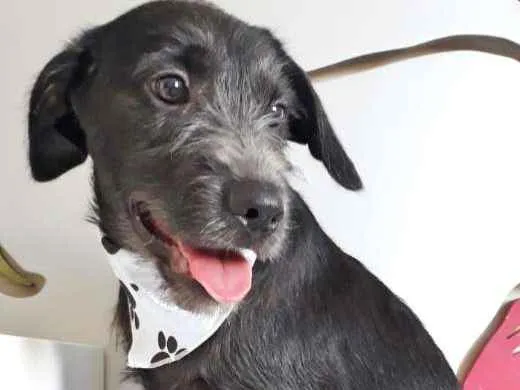 Cachorro ra a SRD idade  nome TOBIAS