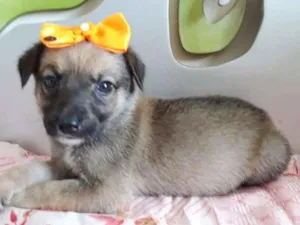 Cachorro raça SRD idade 2 a 6 meses nome GIALLINA