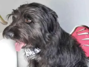 Cachorro raça SRD idade 1 ano nome PIMPÃO