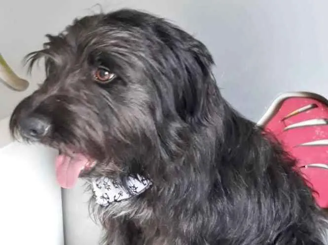 Cachorro ra a SRD idade 1 ano nome PIMPÃO