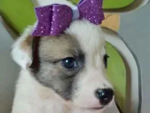 Cachorro raça SRD idade 2 a 6 meses nome AMEIXINHA