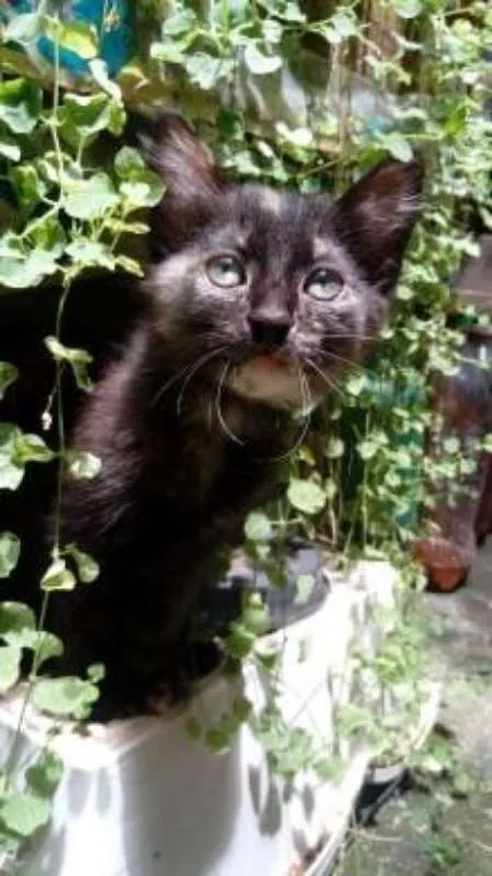 Gato ra a SRD idade 2 a 6 meses nome Paçoca
