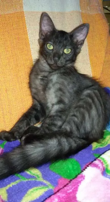 Gato ra a SRD idade 2 a 6 meses nome Pudim