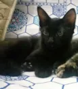 Biscoito