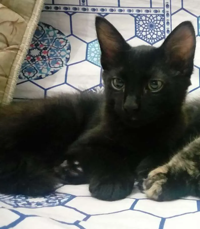 Gato ra a SRD idade 2 a 6 meses nome Biscoito