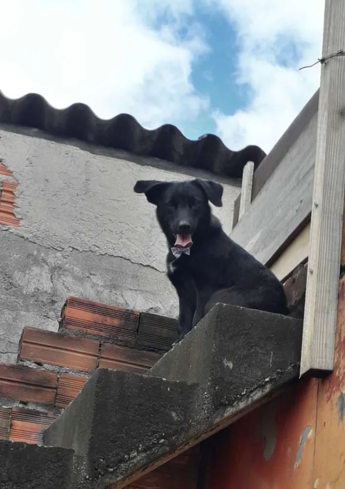 Cachorro ra a Não definida idade 1 ano nome Pretinha 