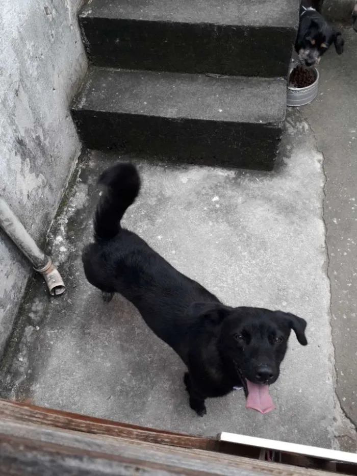 Cachorro ra a Não definida idade 1 ano nome Pretinha 