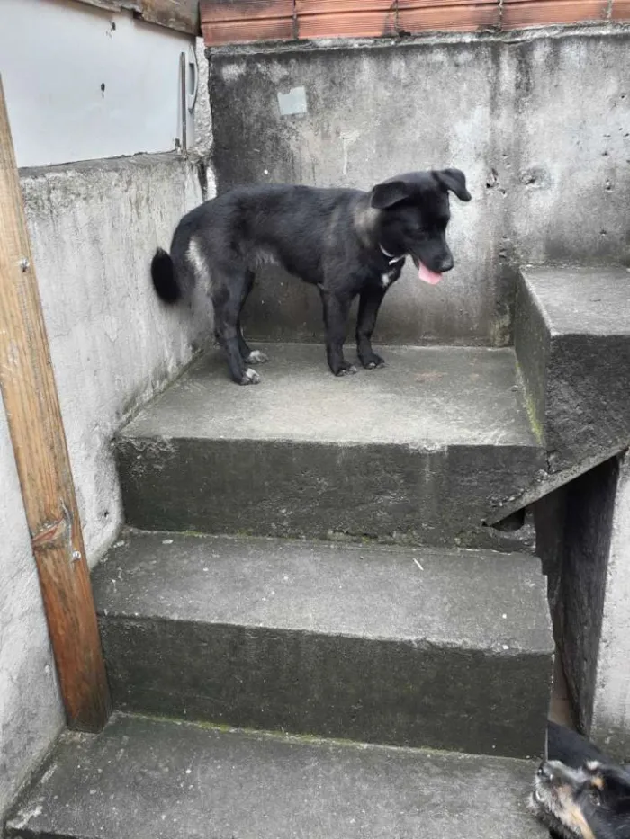 Cachorro ra a Não definida idade 1 ano nome Pretinha 