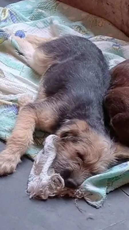 Cachorro ra a srd idade 2 a 6 meses nome Snoopy