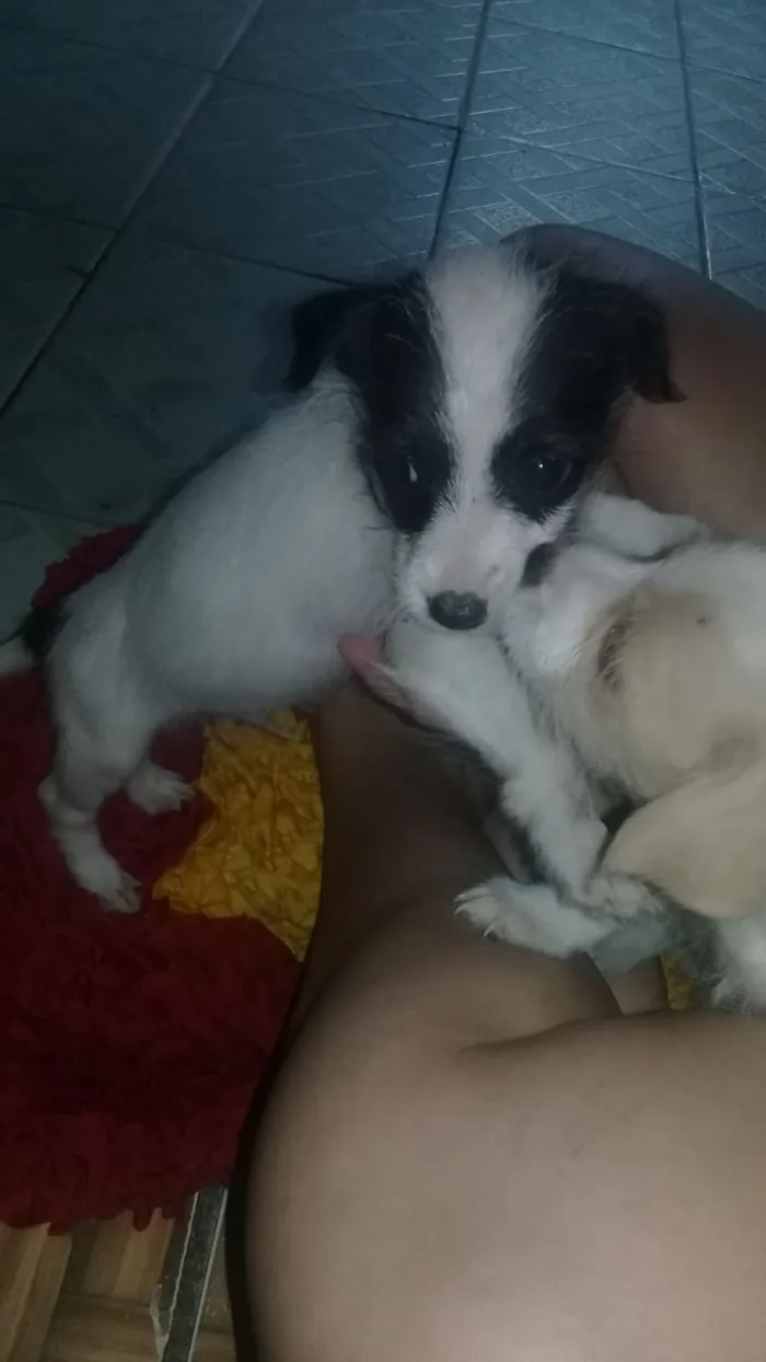 Cachorro raça Mae pooldle pai desconhecido  idade 2 a 6 meses nome Não tem nome ainda 