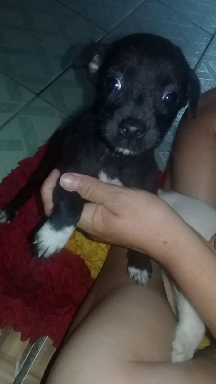 Cachorro raça Mae pooldle pai desconhecido  idade 2 a 6 meses nome Não tem nome ainda 