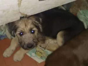 Cachorro raça srd idade 2 a 6 meses nome Snoopy