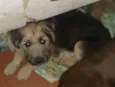 Snoopy