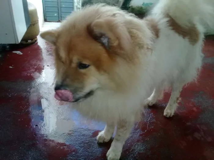 Cachorro ra a chowchow  idade 3 anos nome bia