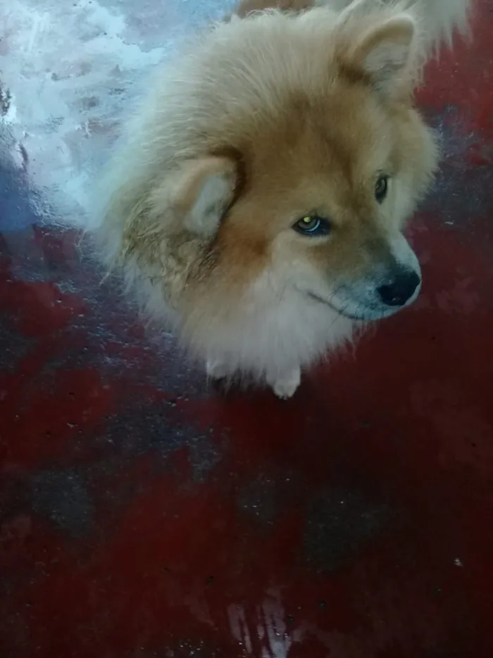 Cachorro ra a chowchow  idade 3 anos nome bia