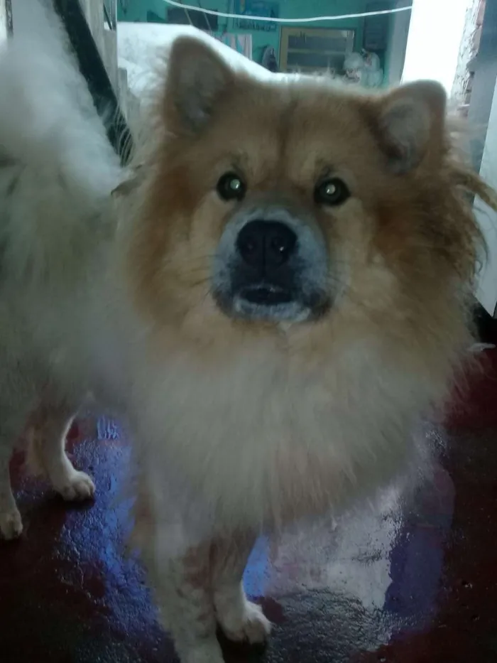 Cachorro ra a chowchow  idade 3 anos nome bia