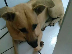 Cachorro raça Não definida idade 4 anos nome Morena