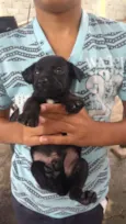 timão e pumba