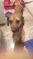 Laila