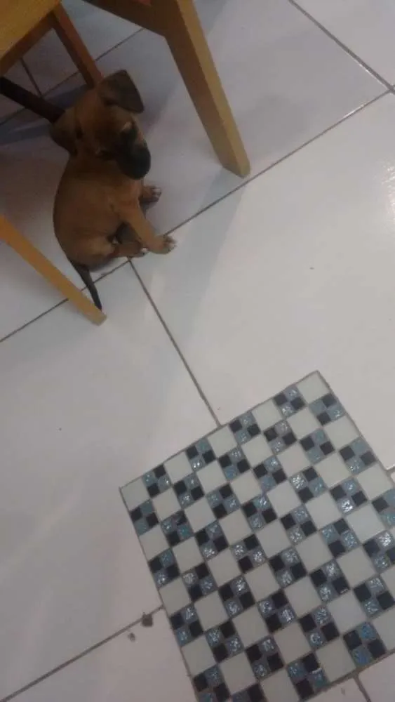 Cachorro raça Nao sei idade 2 a 6 meses nome Pandora