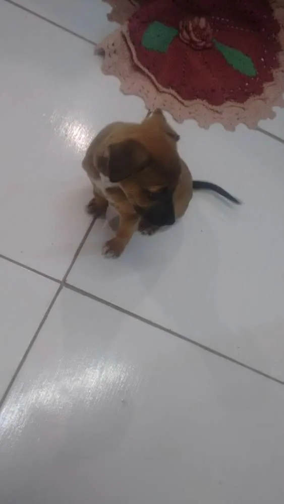 Cachorro raça Nao sei idade 2 a 6 meses nome Pandora