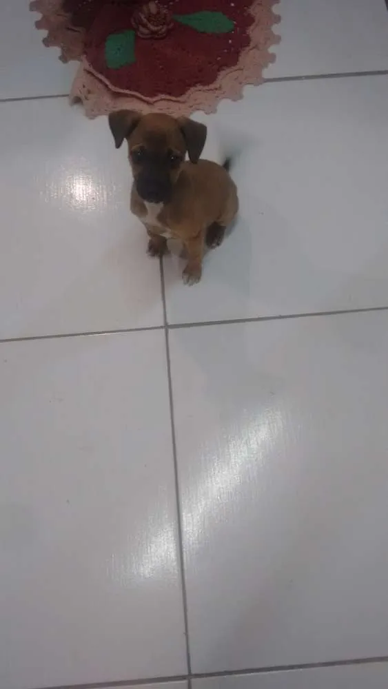Cachorro raça Nao sei idade 2 a 6 meses nome Pandora