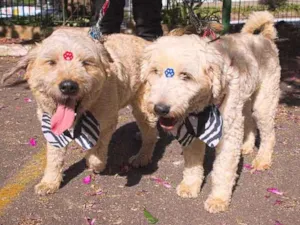 Cachorro raça poodle idade 2 anos nome Bili e Bobby