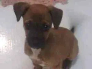 Cachorro raça Nao sei idade 2 a 6 meses nome Pandora