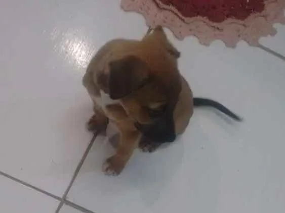 Cachorro raça Nao sei idade 2 a 6 meses nome Pandora
