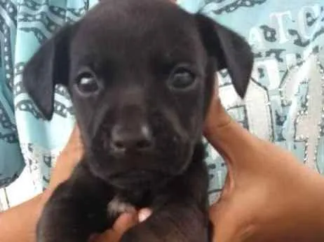 Cachorro ra a mix de teckel idade 2 a 6 meses nome timão e pumba 
