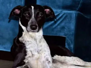 Cachorro raça Vira lata  idade 2 anos nome Olívia 