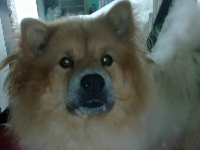 Cachorro ra a chowchow  idade 3 anos nome bia