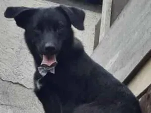 Cachorro raça Não definida idade 1 ano nome Pretinha 