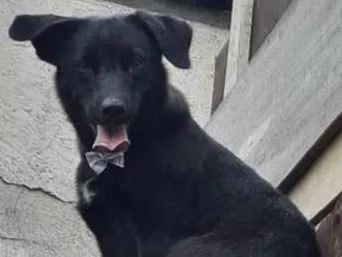 Cachorro ra a Não definida idade 1 ano nome Pretinha 