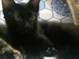 Biscoito