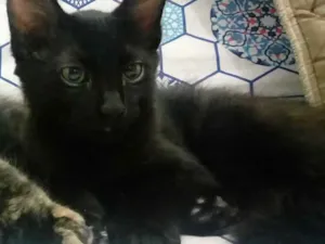 Gato raça SRD idade 2 a 6 meses nome Biscoito