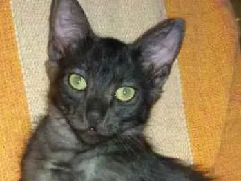 Gato ra a SRD idade 2 a 6 meses nome Pudim