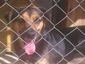 Cachorro raça SRD idade 2 anos nome MEG