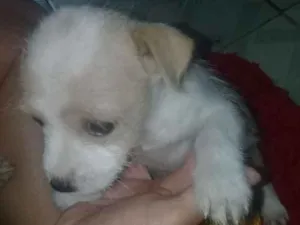 Cachorro raça Mae pooldle pai desconhecido  idade 2 a 6 meses nome Não tem nome ainda 