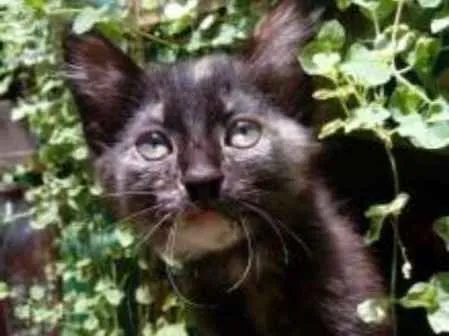 Gato ra a SRD idade 2 a 6 meses nome Paçoca